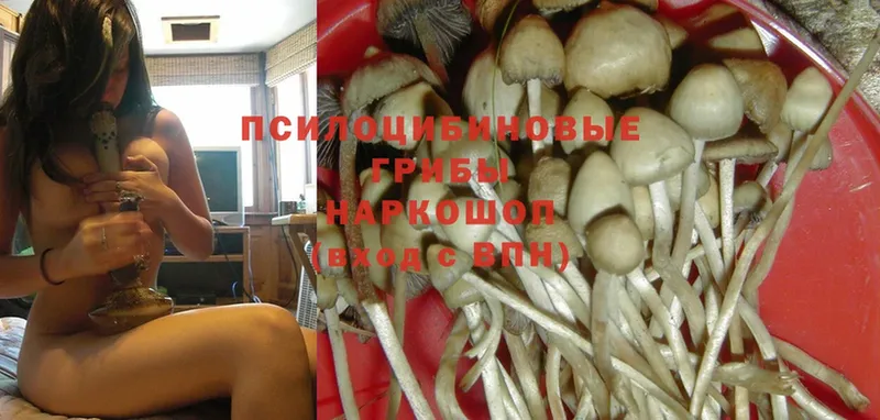 Псилоцибиновые грибы Psilocybine cubensis  Трубчевск 